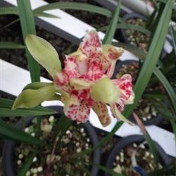 四季常開的極品奇花——水果香蘭，帶兩大芽的養護指南