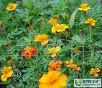 長期供應優質草花、苗木、地被，歡迎新老客戶洽談合作