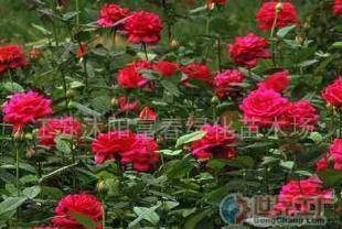 批發品種月季、香水月季等苗木 農副產品的綠色商機