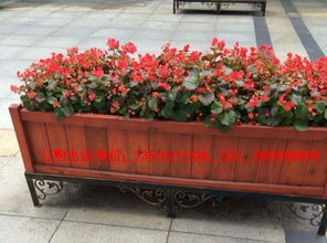 廣州市康圖花箱廠家 專業生產戶外花箱、木花槽與水果批發