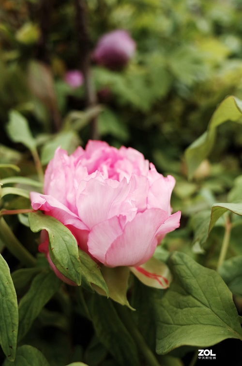 花卉隨拍 189 捕捉自然的詩意瞬間