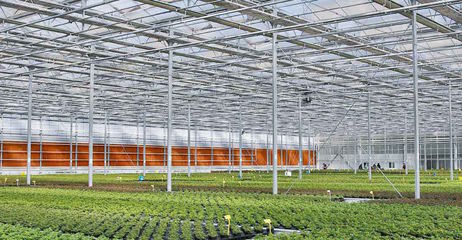 養花這件小事兒背后的「大邏輯」