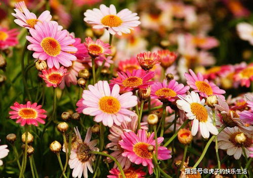 清雅映日，紅艷如霞——精品荷花‘水果’的獨特魅力