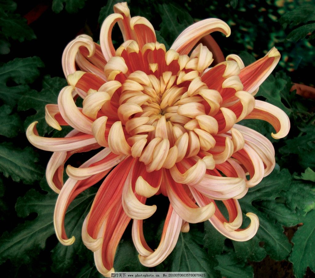 秋日盛放，千姿百態 花卉中的君子——菊花